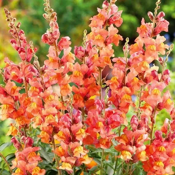 Antirrhinum Apricot Orange Antirrhinum Apricot Orange