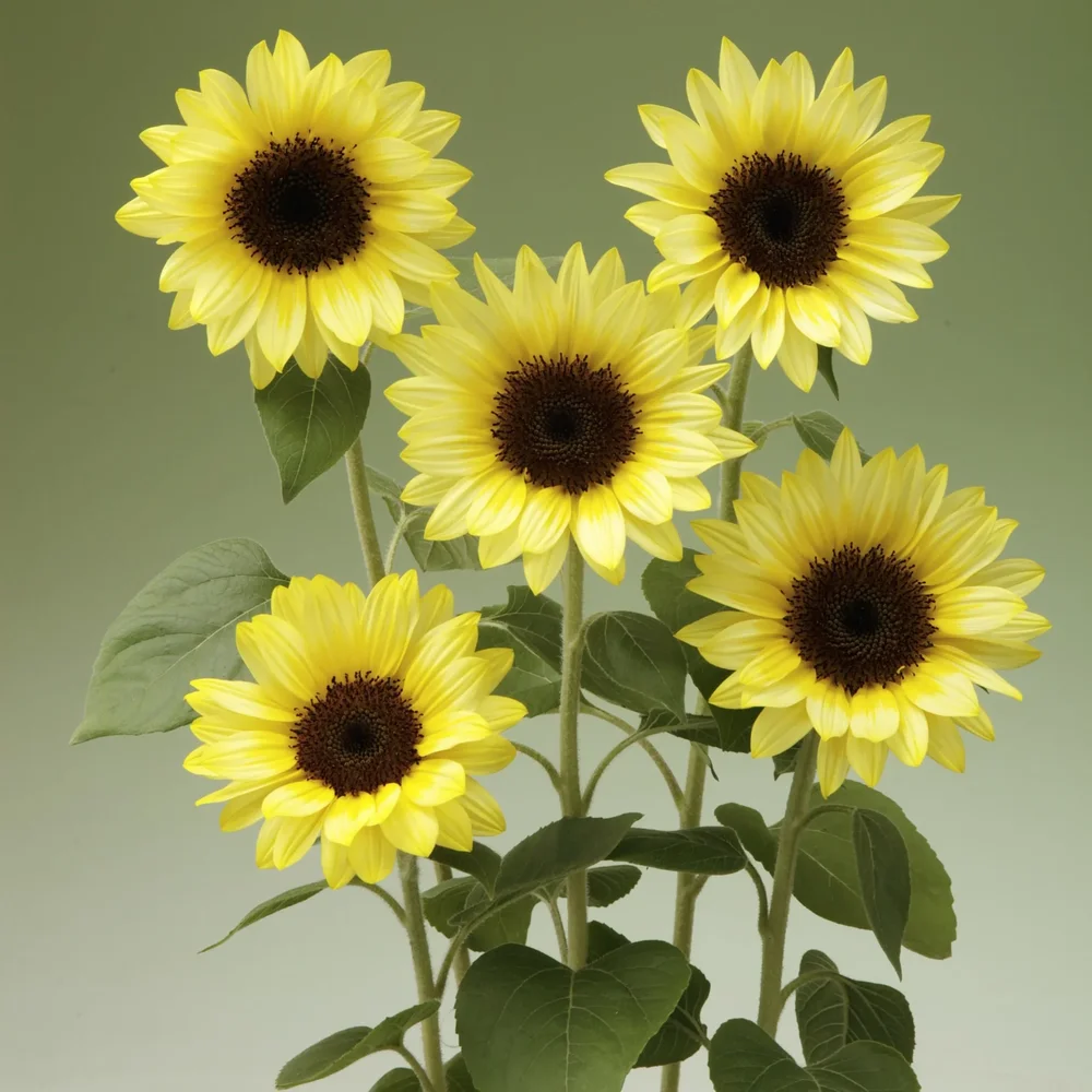 Helianthus Limoncello F1 Helianthus Limoncello F1