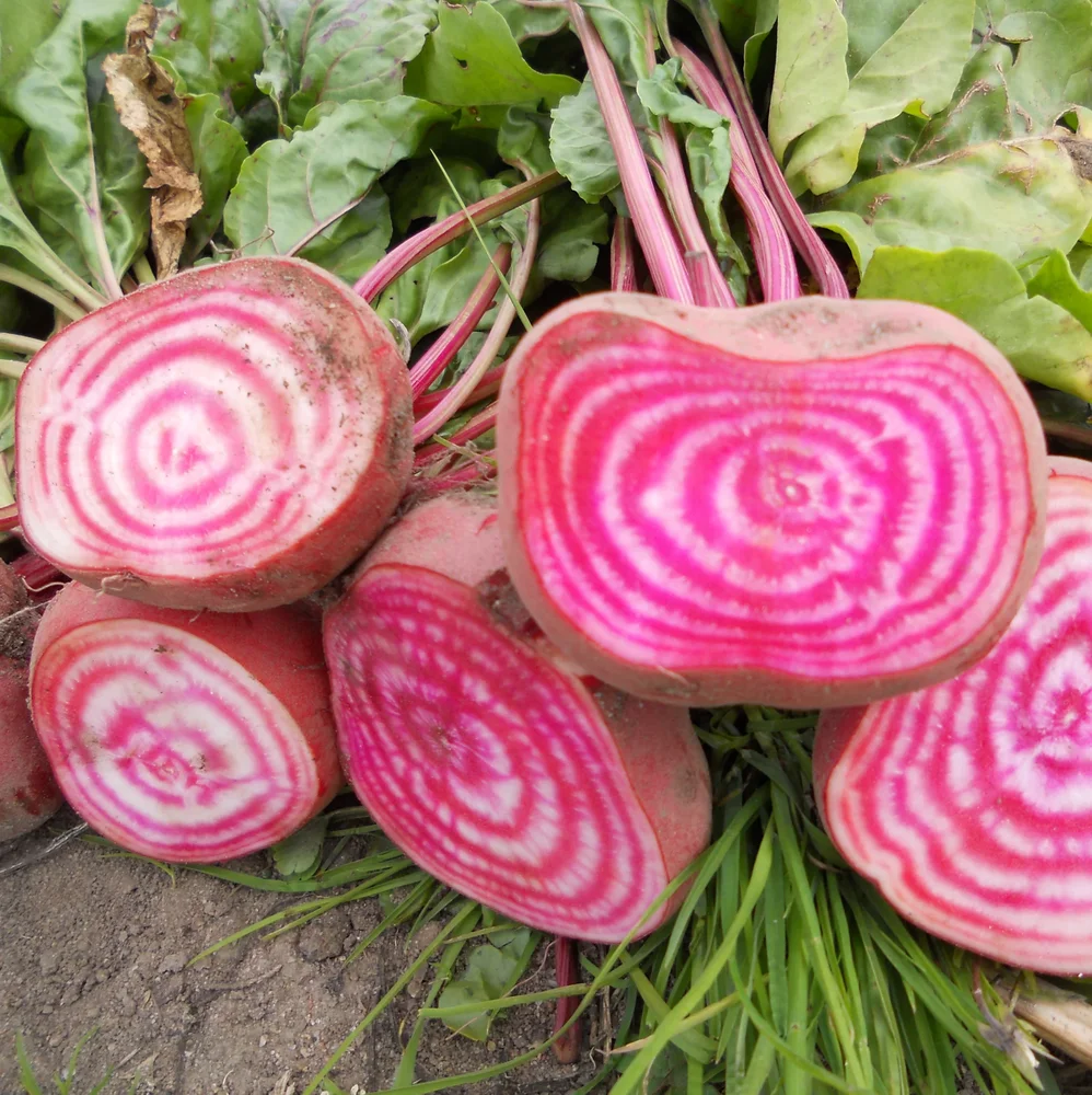 Tonda di Chioggia – EKO