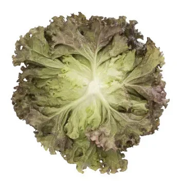 Bataviasallat Mineral RZ - EKO - Bild 2