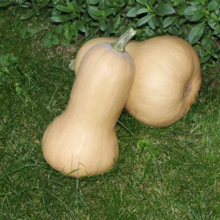 Betternut 1744 F1 Betternut 1744 F1