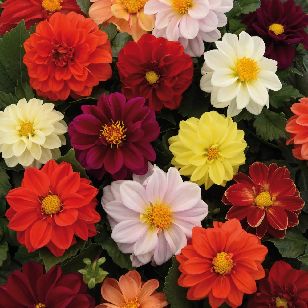 Dahlia Figaro Mix Dahlia Figaro Mix