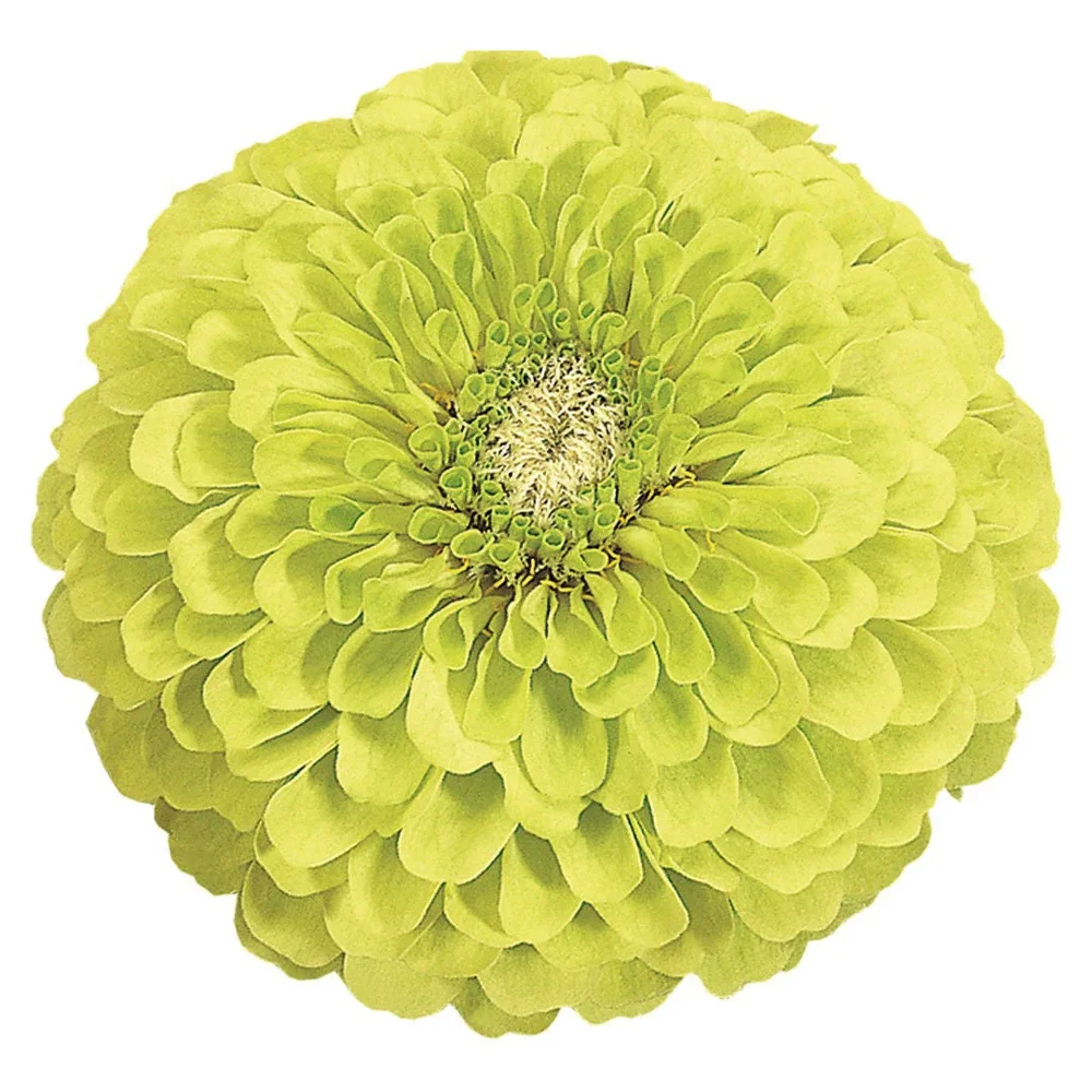 Zinnia Benary´s Giants Lime Zinnia Benary´s Giants Lime