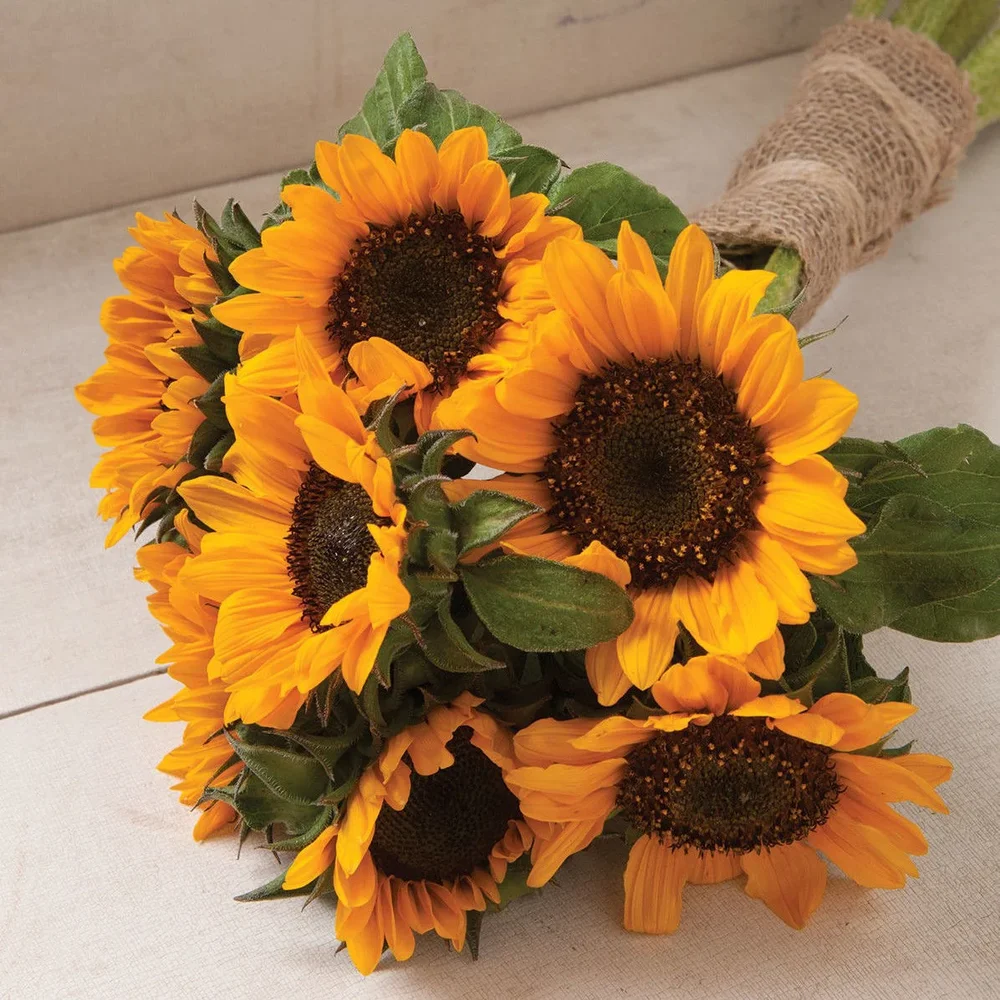 Helianthus Sonja Helianthus Sonja