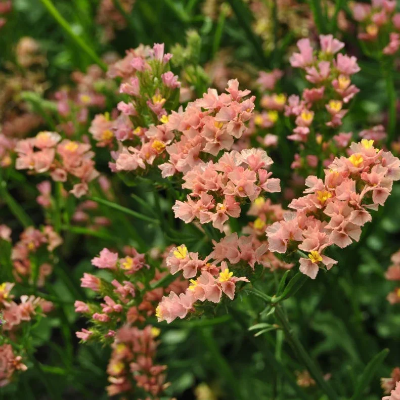 Limonium Apricot Beauty Limonium Apricot Beauty