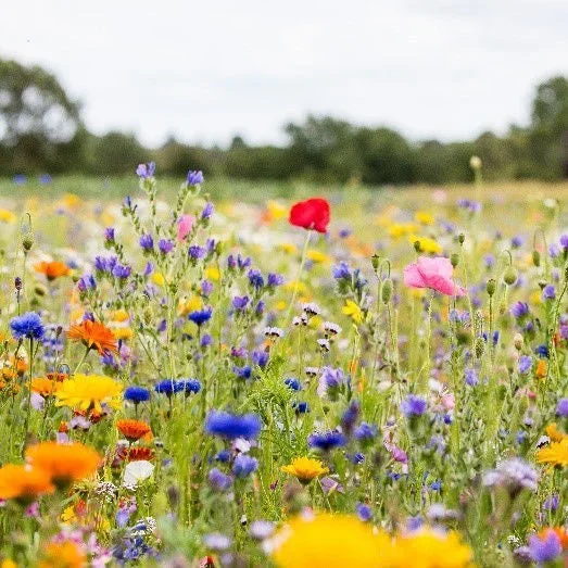Semencos Blomsteräng Semencos Blomsteräng
