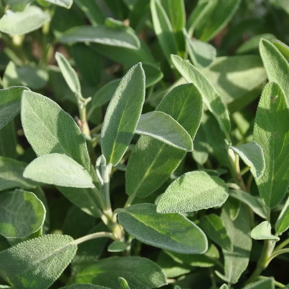 Salvia