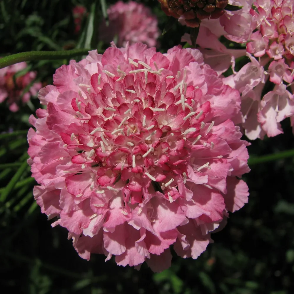Scabiosa QIS Salmon Pink Scabiosa QIS Salmon Pink