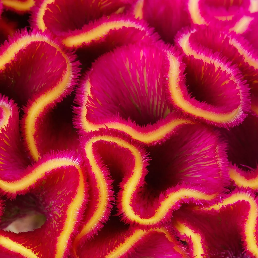 Celosia Act Rima Rose Celosia Act Rima Rose