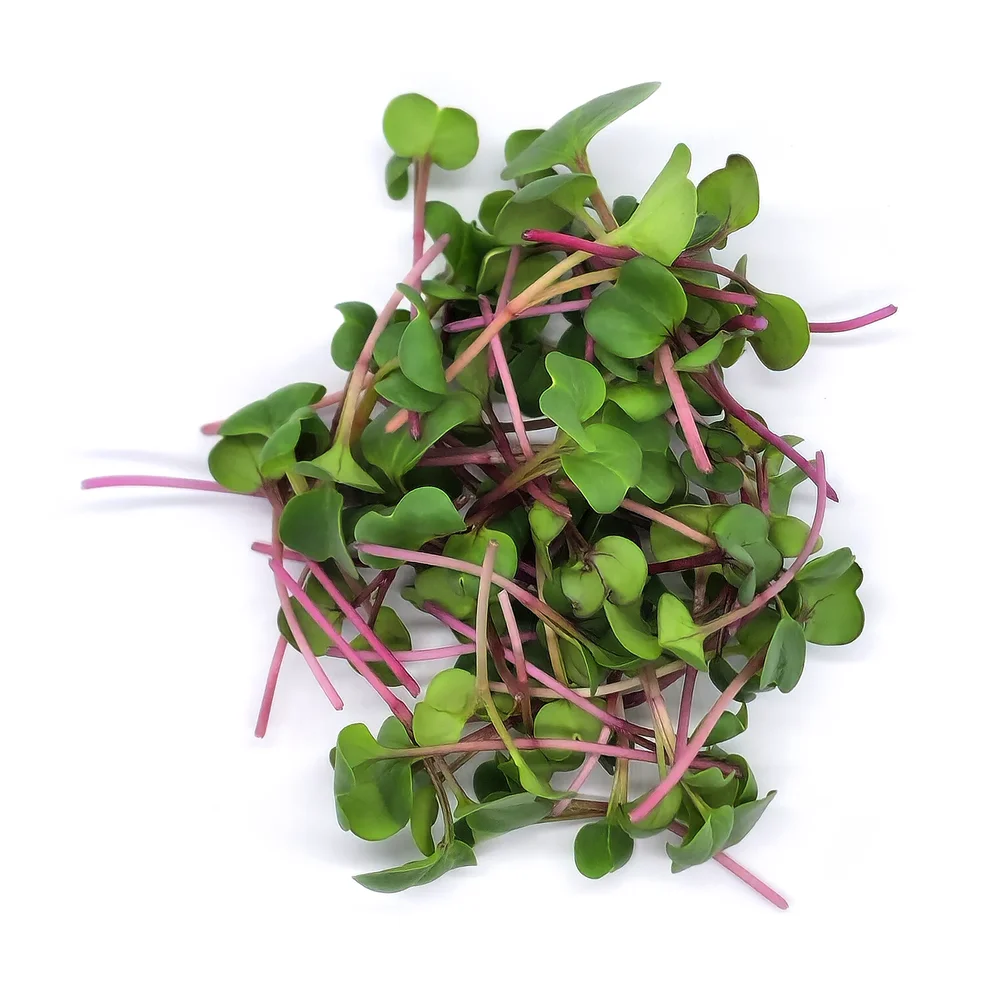 Rädisa China Rose till skottodling