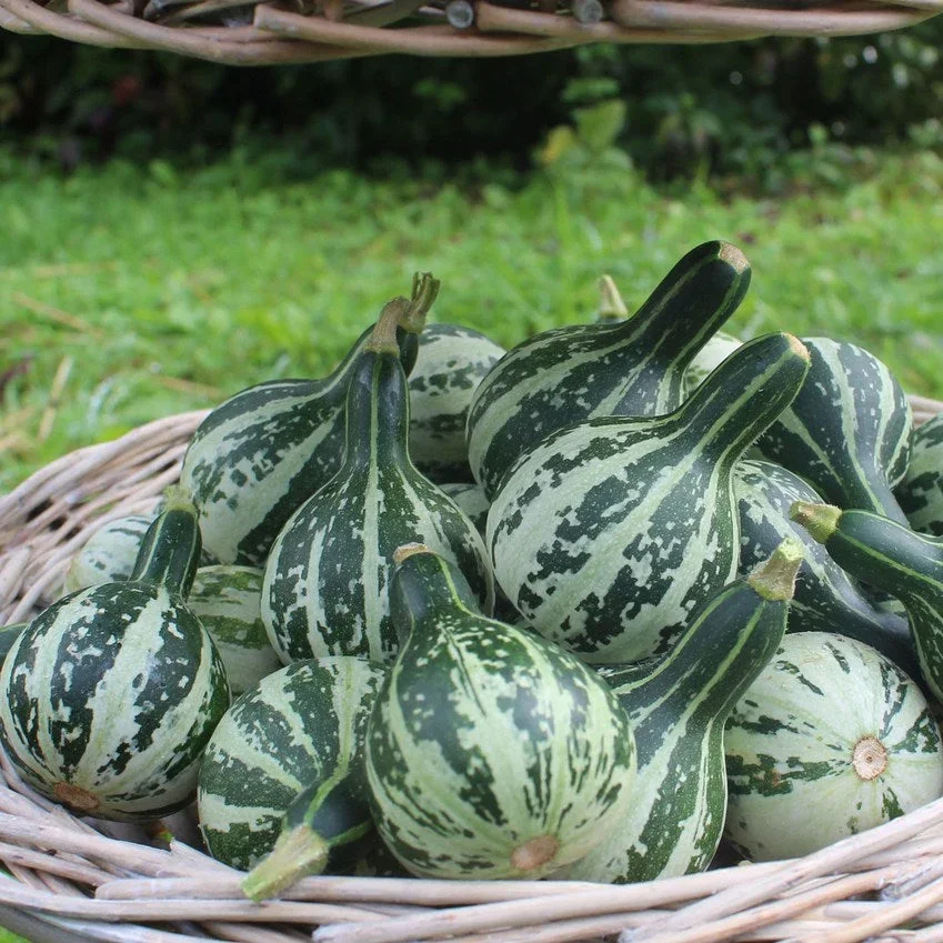 Dancing Gourd Dancing Gourd