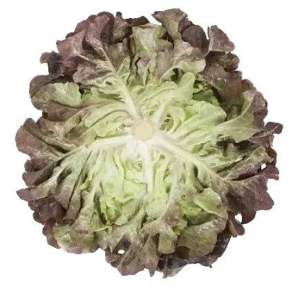 Ekbladssallat Macaï RZ - Bild 2
