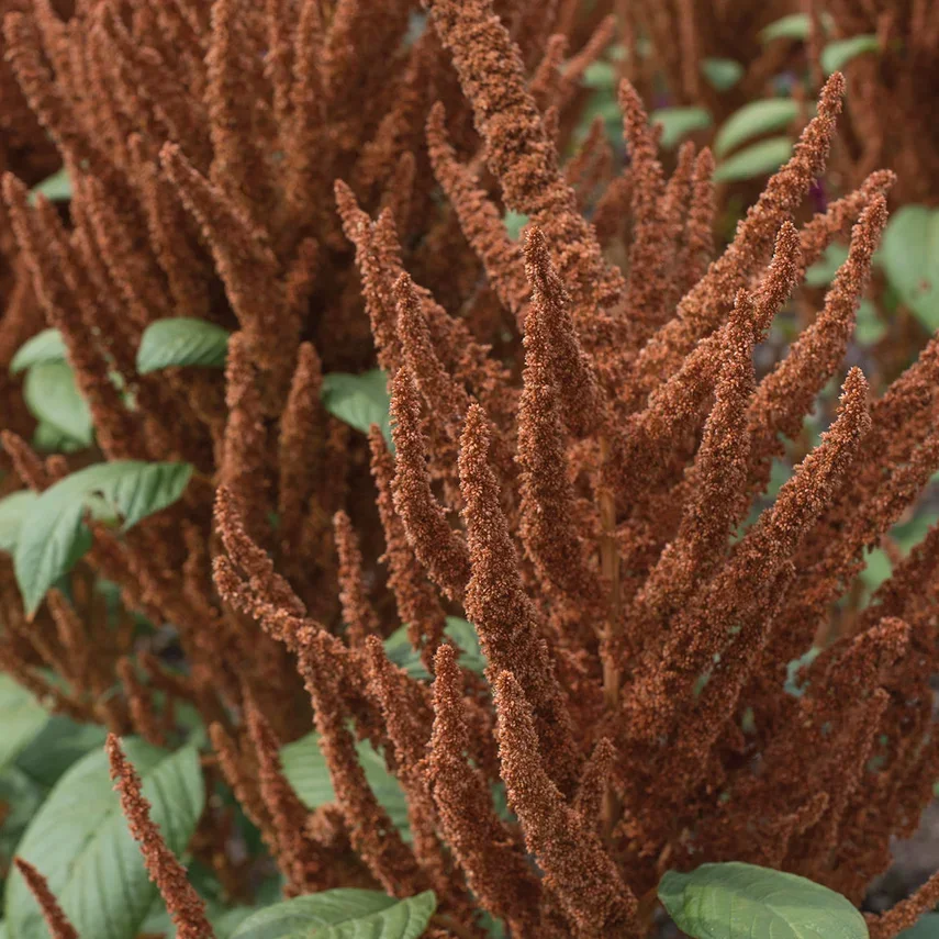 Amaranthus Hot Biscuits Amaranthus Hot Biscuits