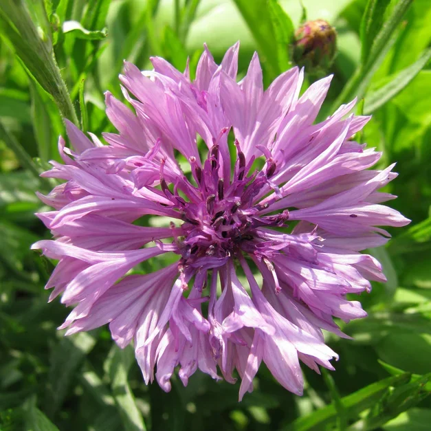 Centaurea Lady Mauve Centaurea Lady Mauve