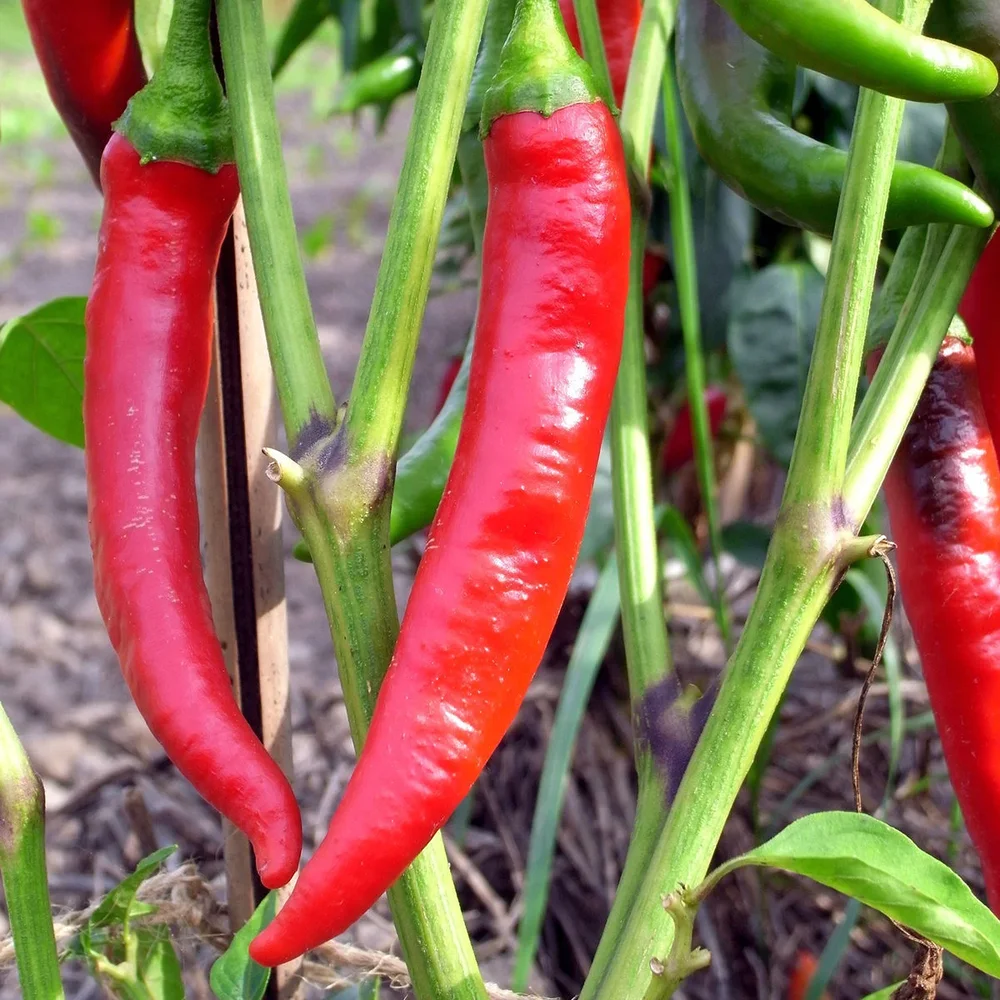 De Cayenne – KRAV