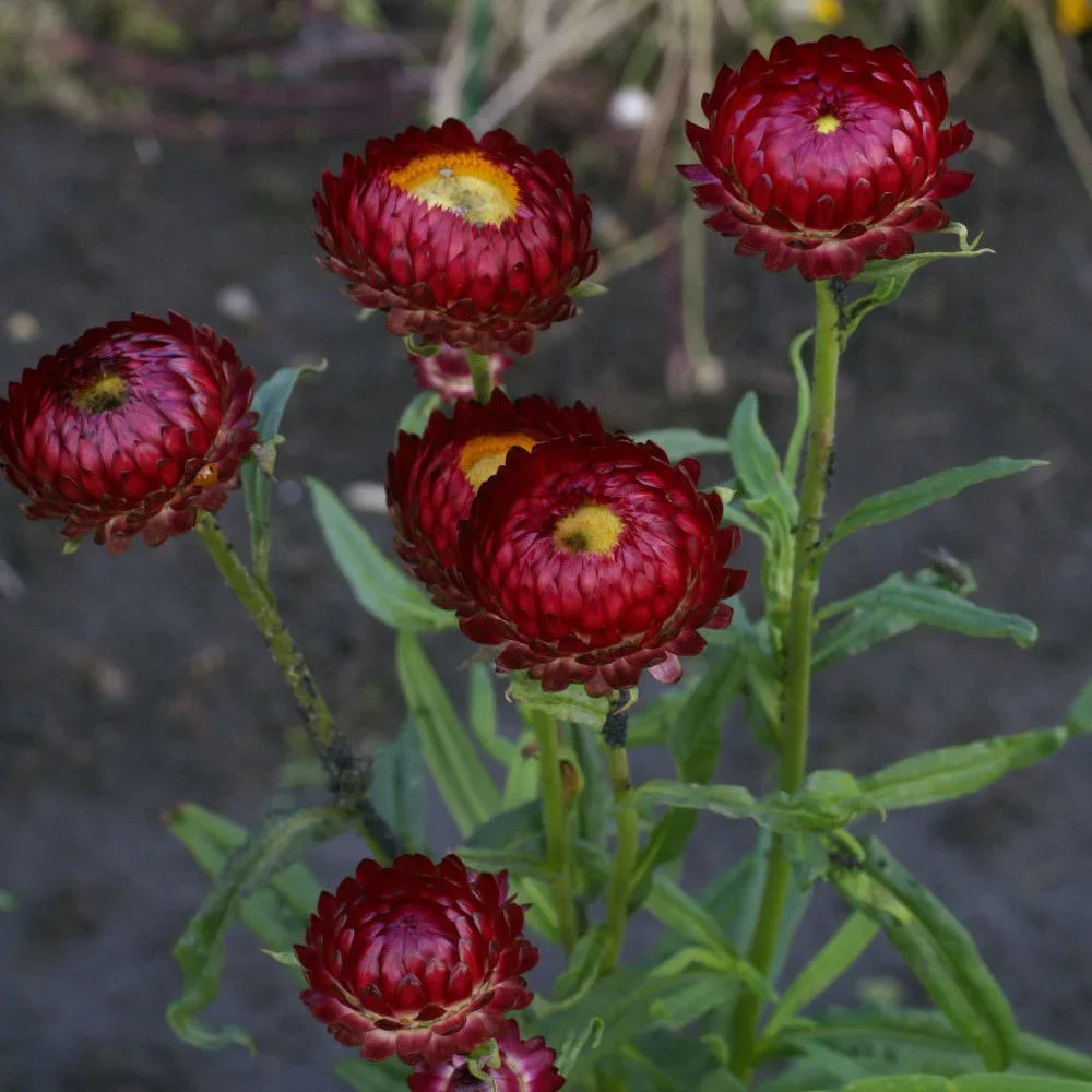 Helichrysum Purple Red Helichrysum Purple Red