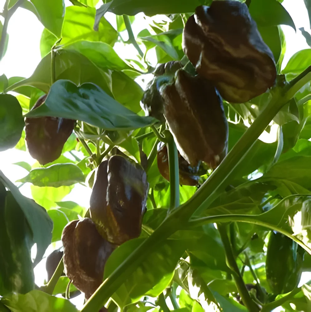 Habanero - Bild 2