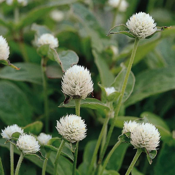 Gomphrena QIS White Gomphrena QIS White