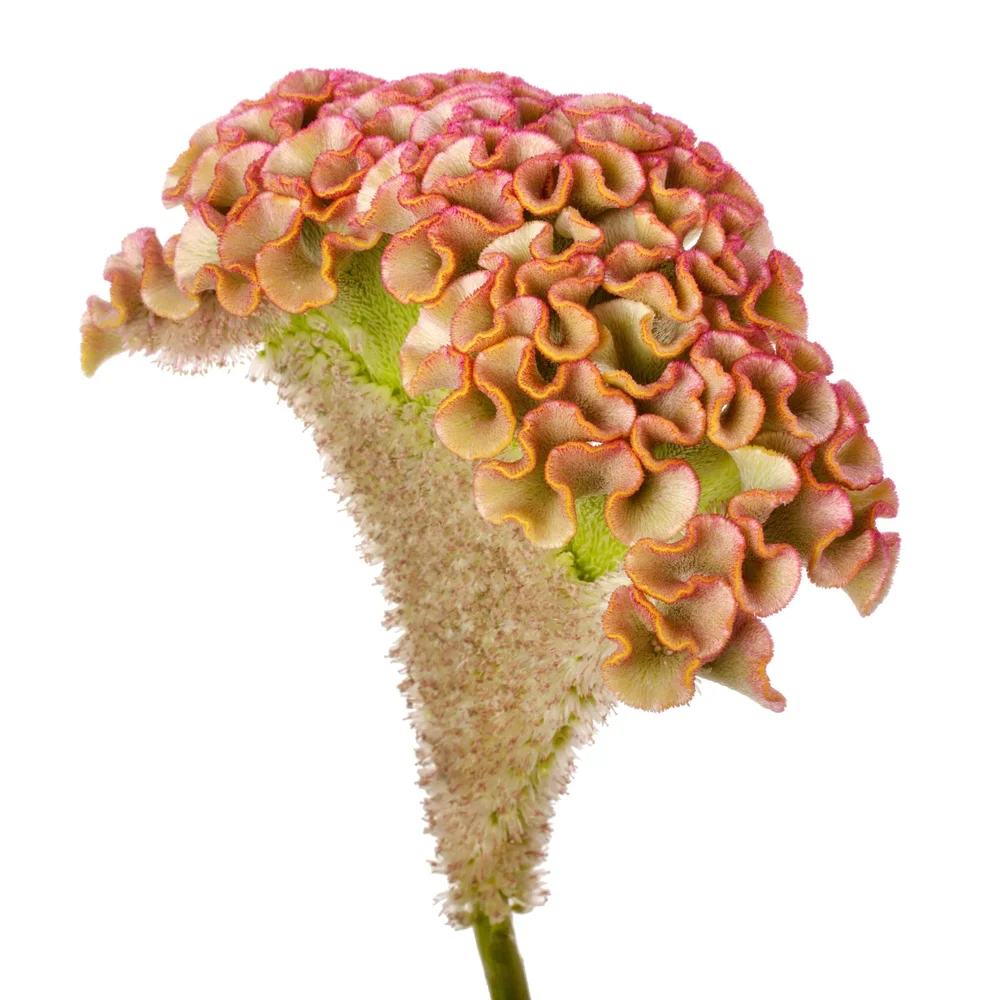 Celosia Bar Bossa Champagne Celosia Bar Bossa Champagne