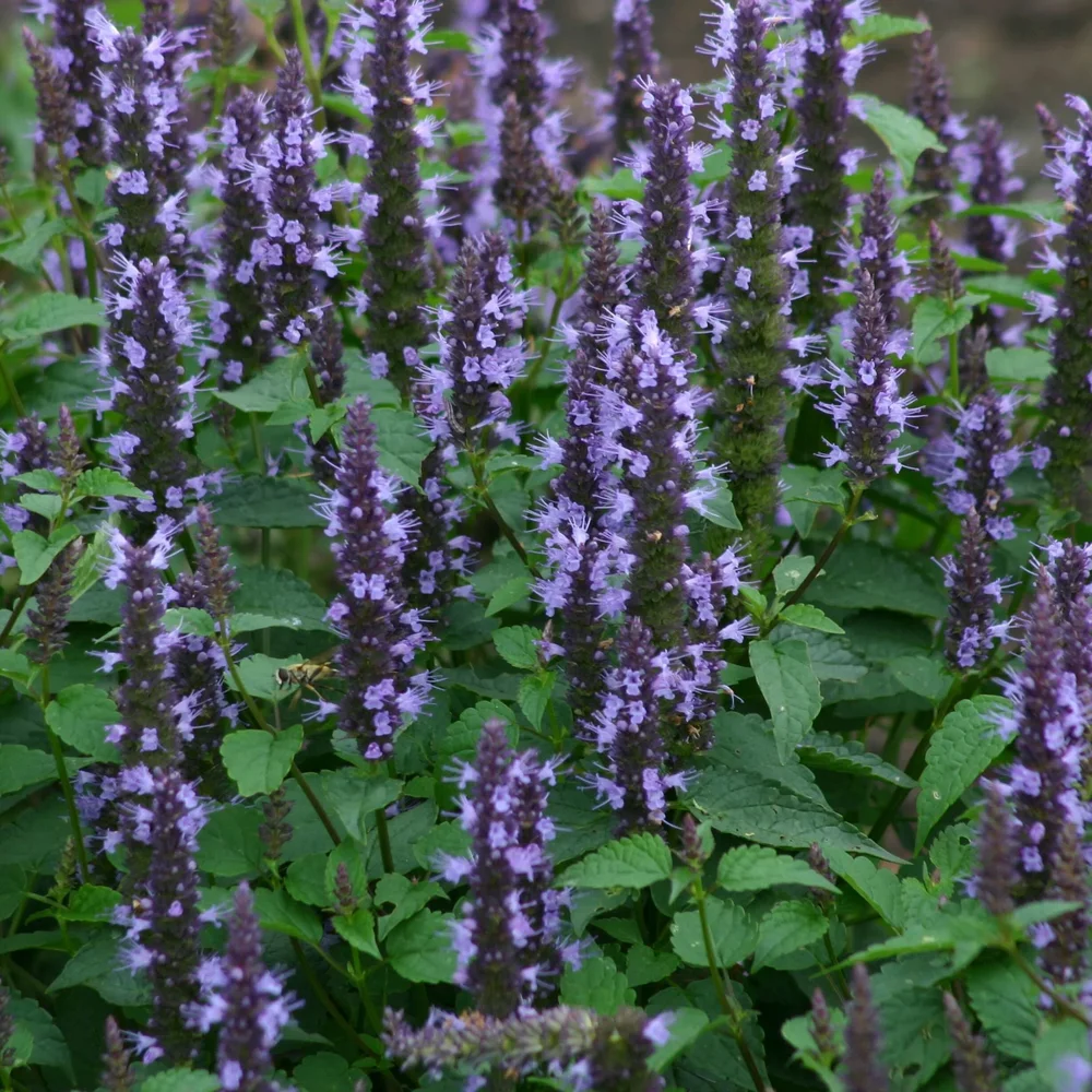 Anisisop ’Astello Indigo’ Anisisop ’Astello Indigo’