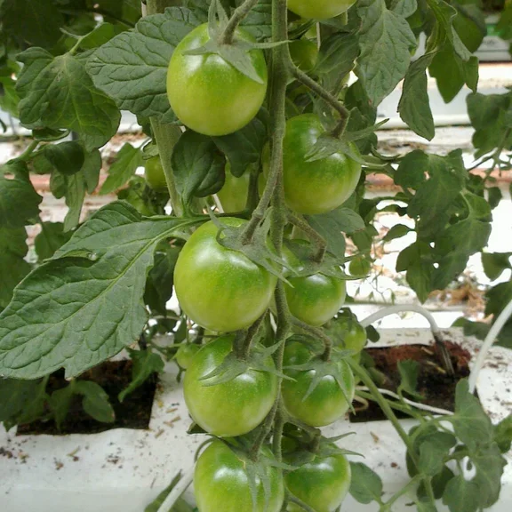 Sungreen F1