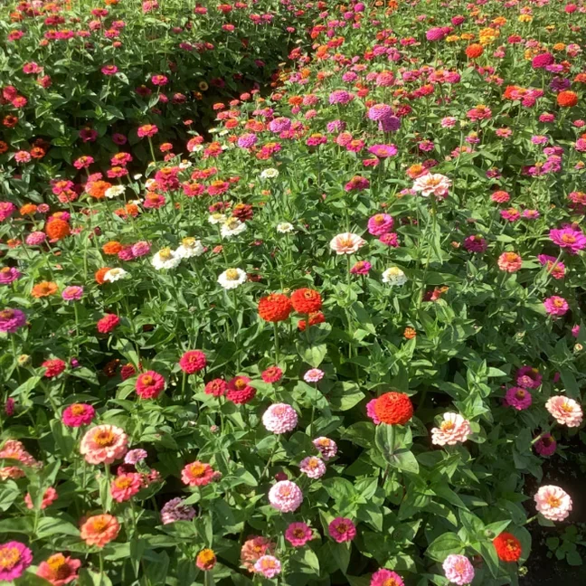 Zinnia Lilliput Mix Zinnia Lilliput Mix