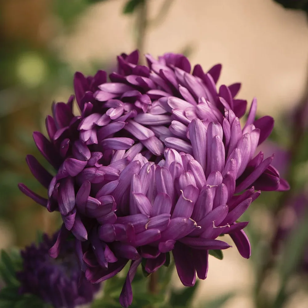 Callistephus Tower Violet Callistephus Tower Violet