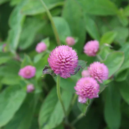 Gomphrena QIS Rose Gomphrena QIS Rose