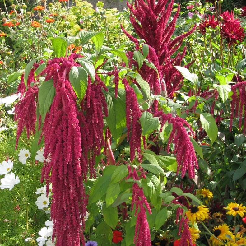 Amaranthus Red Amaranthus Red