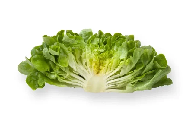 Ekbladsalanova Cook RZ - Bild 2