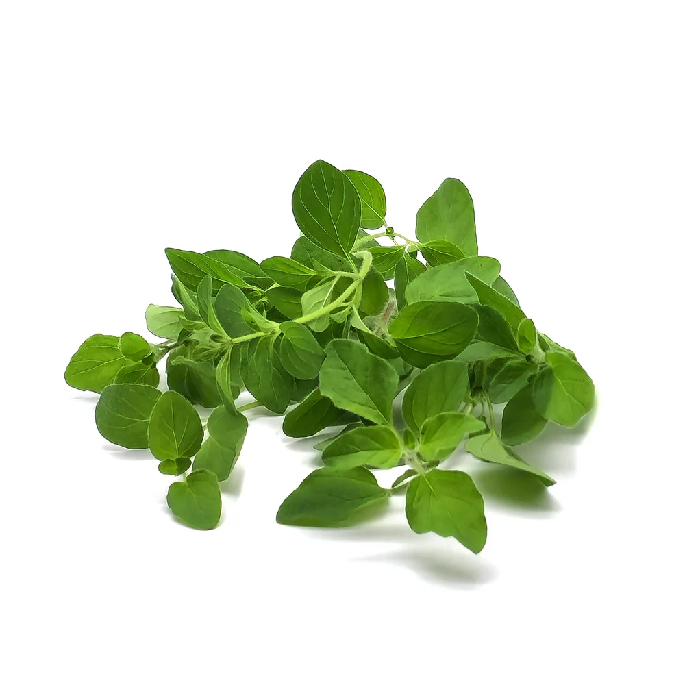 Grekisk oregano - Bild 2