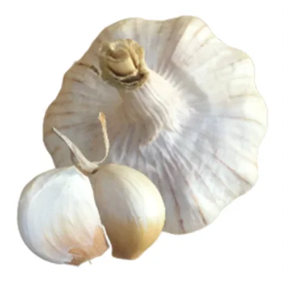 Vitlök Précosem