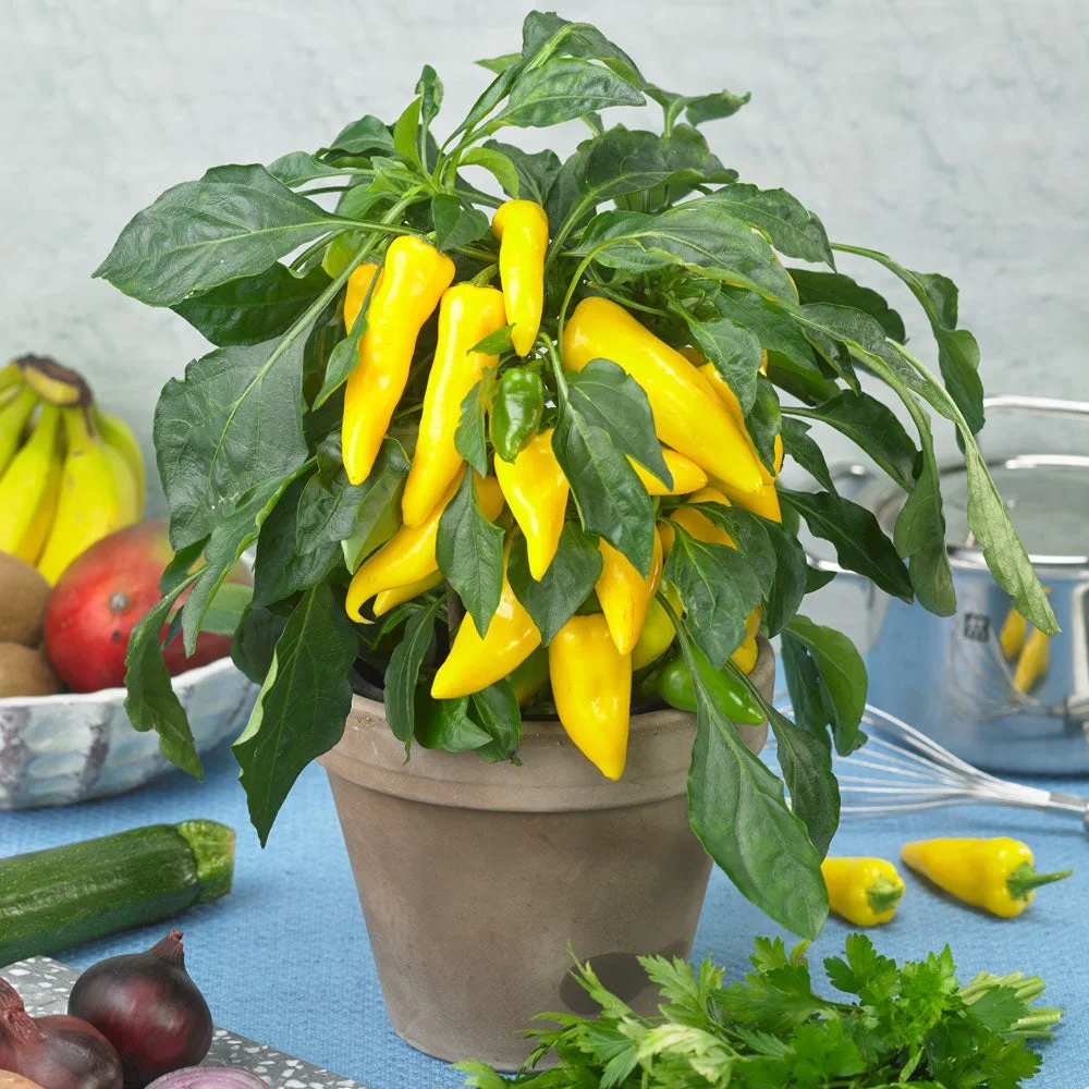 Chili Galaxy F1 Yellow