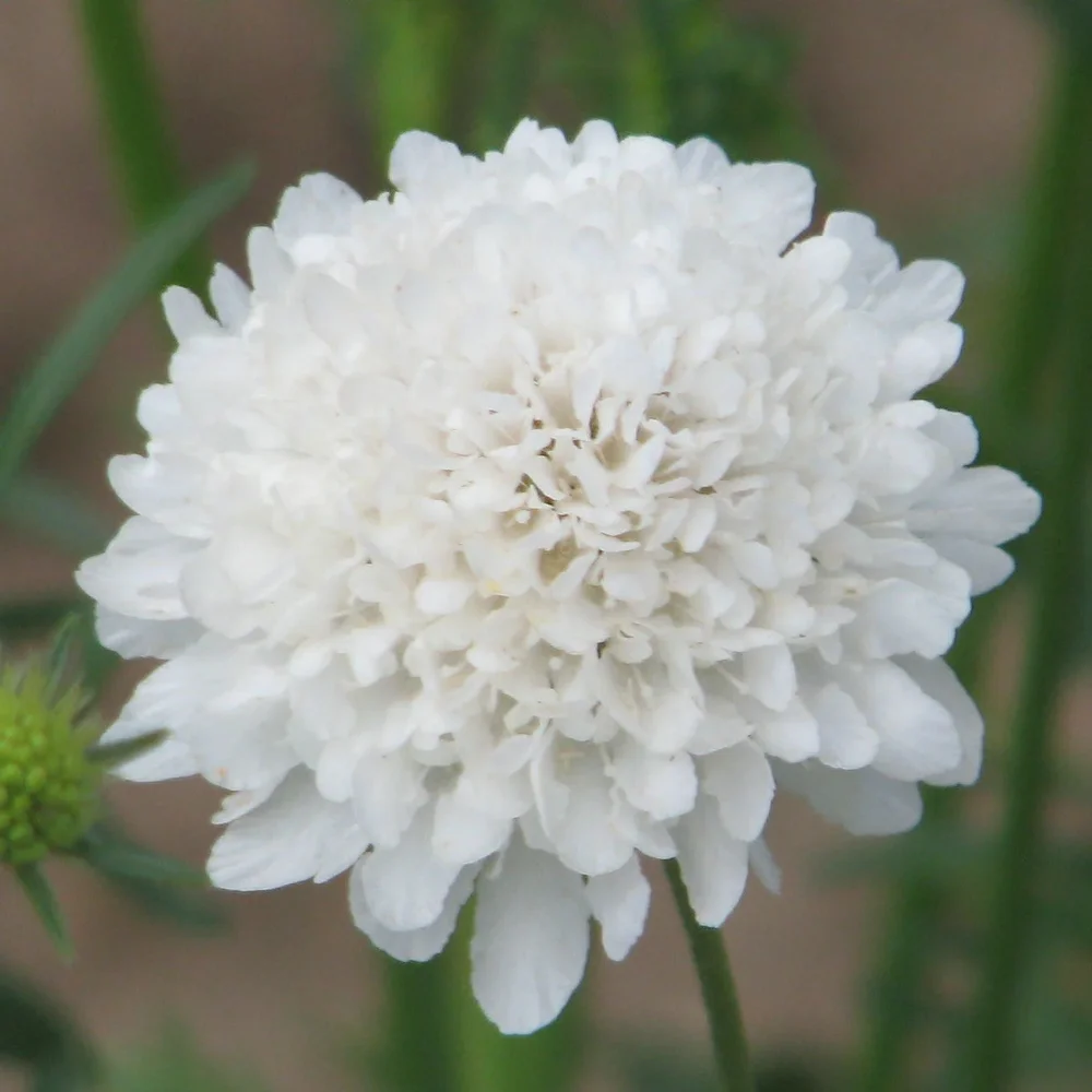 Scabiosa QIS White Scabiosa QIS White
