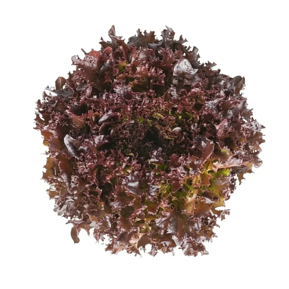 Salanova Lumirex