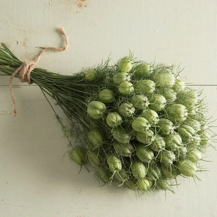 Nigella Green Pod Nigella Green Pod