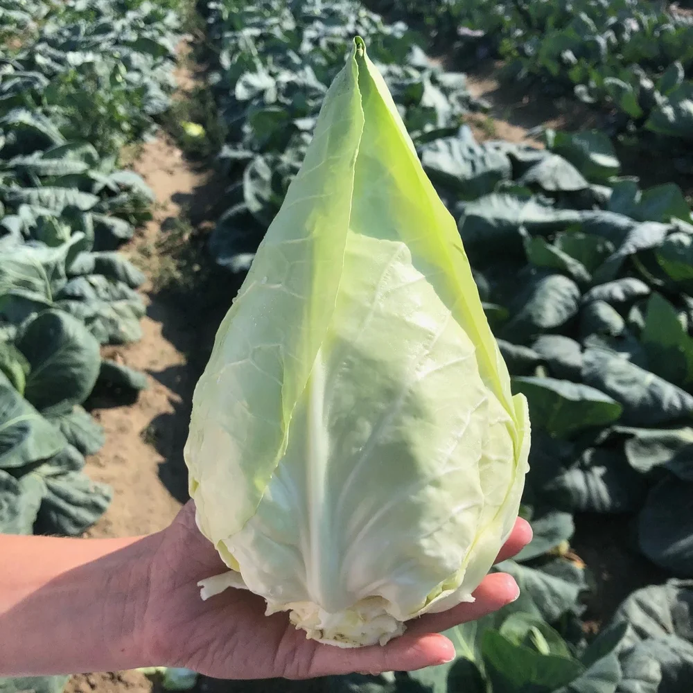 Caraflex F1 – EKO Caraflex F1 – EKO
