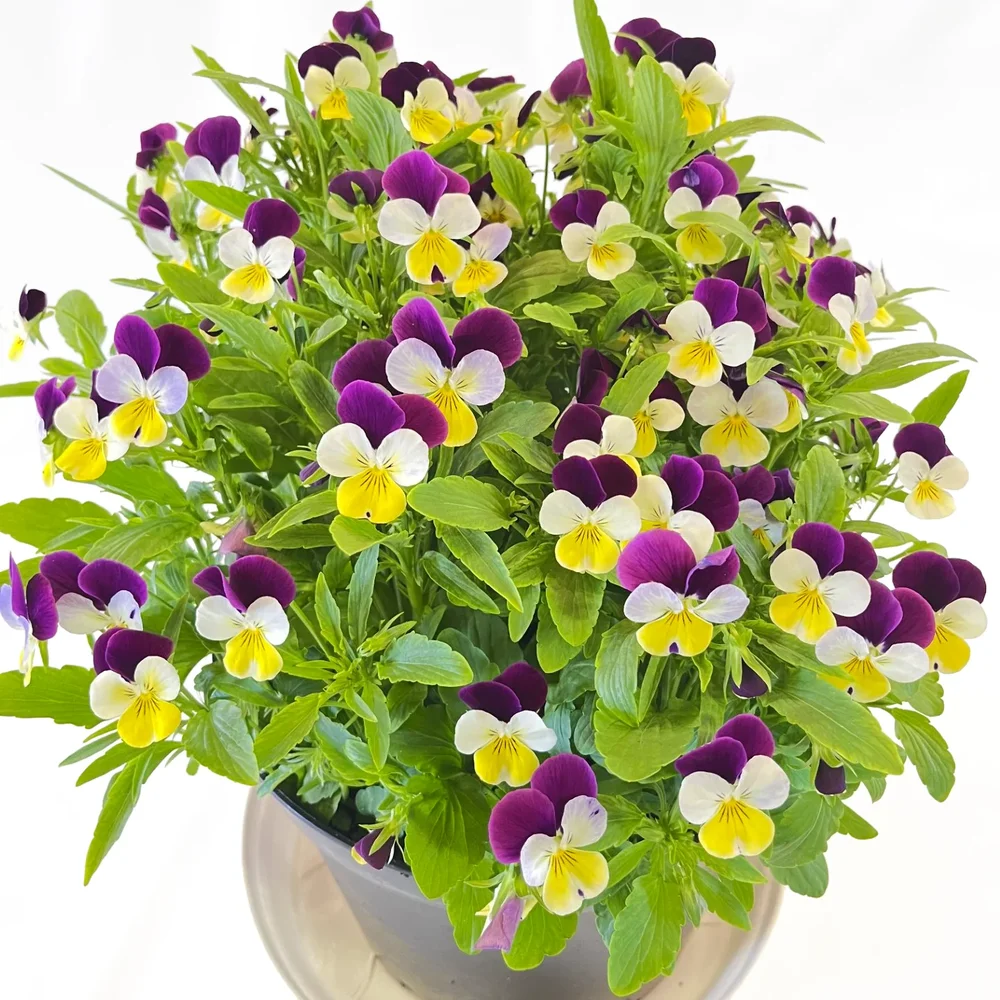 Hornviol Lemon