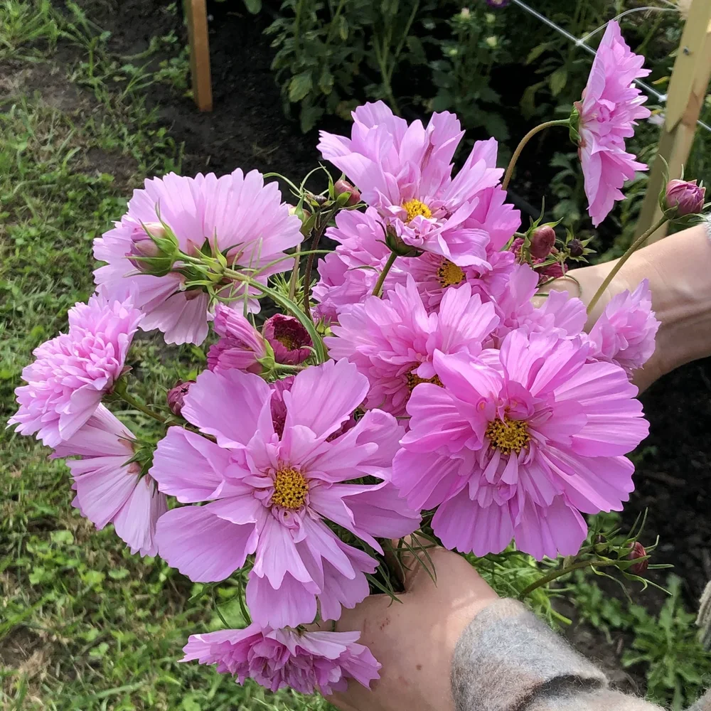 Cosmos Double Click Rose BonBon Cosmos Double Click Rose BonBon