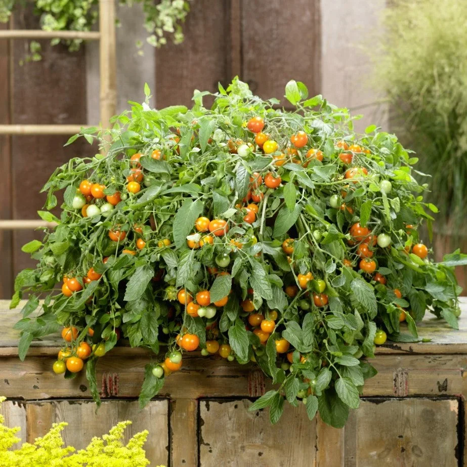 Tomat Donna F1 Orange