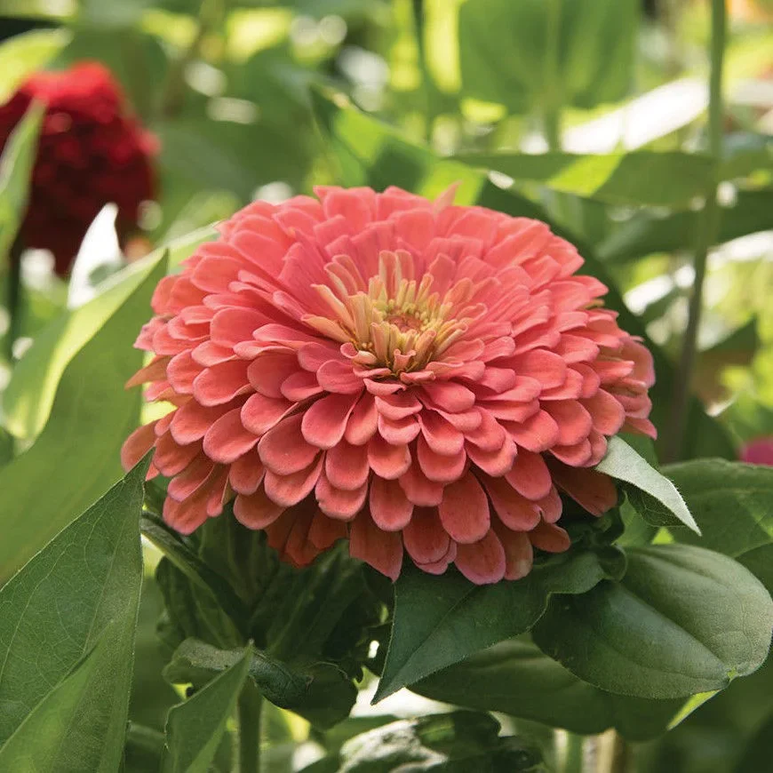 Zinnia Benary´s Giants Salmon Rose Zinnia Benary´s Giants Salmon Rose