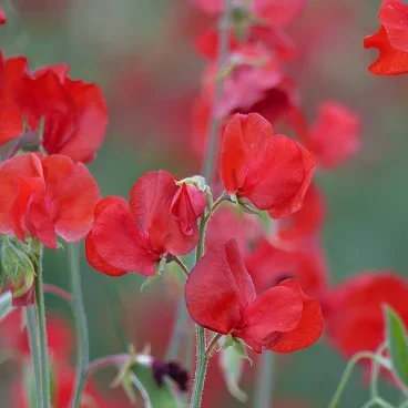 Lathyrus Spring Sunshine Scarlet Lathyrus Spring Sunshine Scarlet