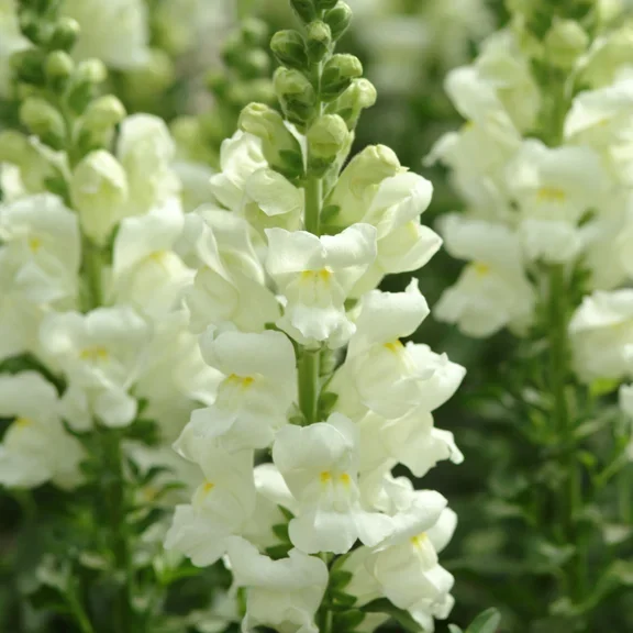 Antirrhinum Potomac Ivory White Antirrhinum Potomac Ivory White