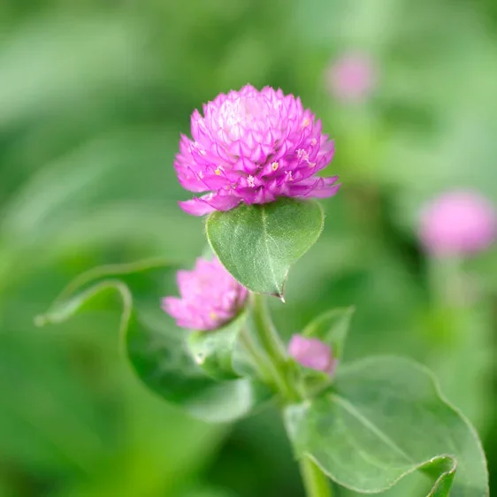 Gomphrena QIS Lilac Gomphrena QIS Lilac