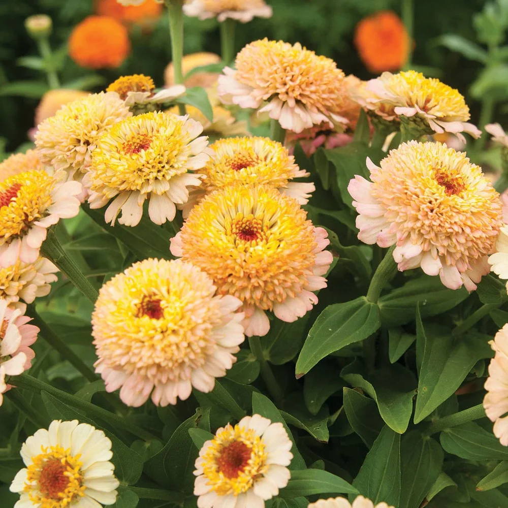 Zinnia Zinderella Peach Zinnia Zinderella Peach