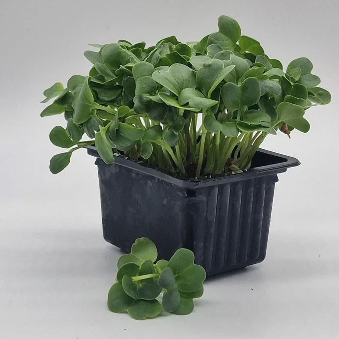 Rädisa Daikon - Bild 3