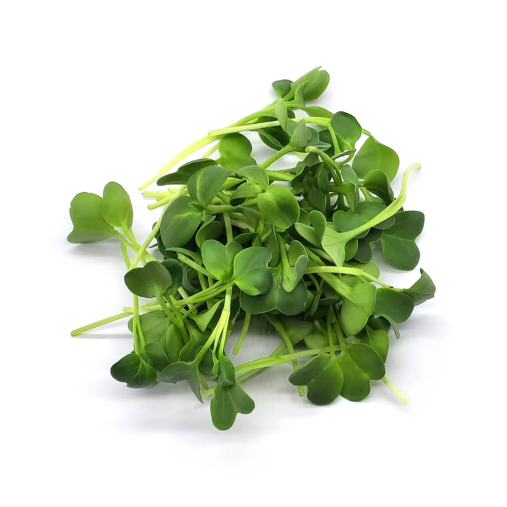 Rädisa Daikon till skottodling