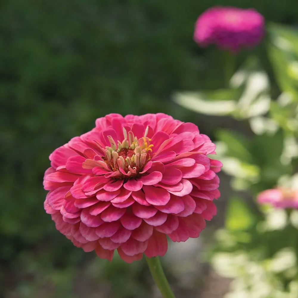 Zinnia Benary´s Giants Carmine Rose Zinnia Benary´s Giants Carmine Rose