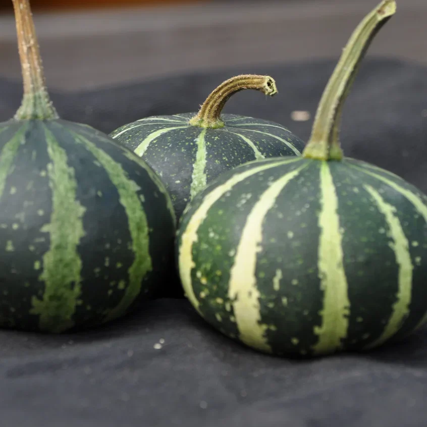 Small Flat Striped