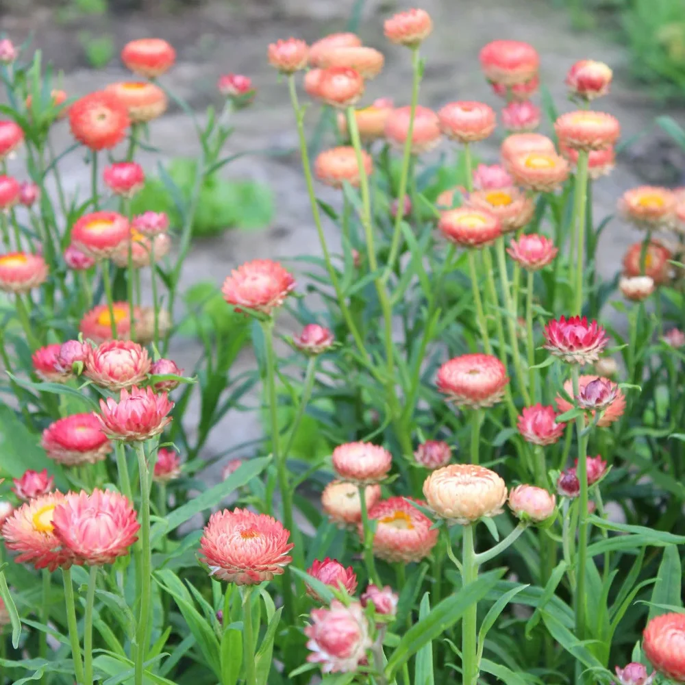 Helichrysum Salmon Helichrysum Salmon